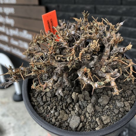sarcocaulon  vanderietiae《大きめM size》※現地球発根後店主国内管理3年株※希少春秋型種‼︎weight低く枝間密な纏まり良き一株※mad black pot植え