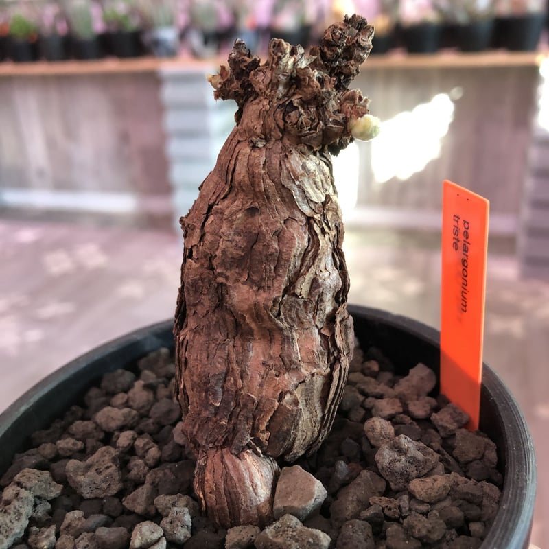 pelargonium triste《M size》※冬型といえばトリステ‼︎って程、人気者