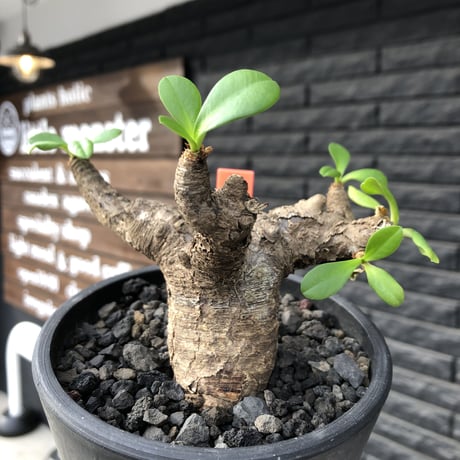 euphorbia  itremensis 《M size》※現地球発根済株※店主国内管理3年株※個体差の激しい樹形とmad質な葉&表皮colorが魅力で堪らない人気者※mad black pot植え