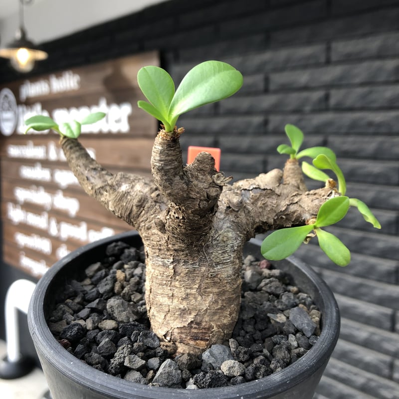 【現地球／発根済】ユーフォルビア　イトレメンシス　ODDROOTS管理株 現地球／発根済】ユーフォルビア イトレメンシス ODDROOTS管理株 現地