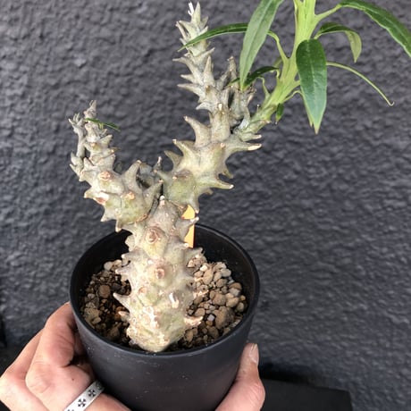 ceropegia   dimorpha《M size》