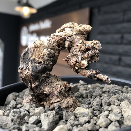 pelargonium triste《小さめM size》※現地球発根済株※店主国内管理3年株※小振りでもwild樹形＆特化した荒々しい肌質な大株にも勝る一株※mad black bowl pot植え