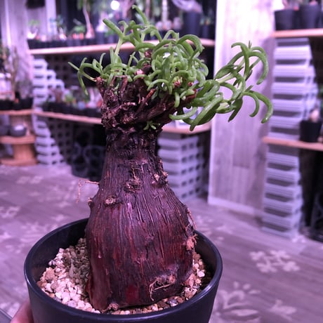 mestoklema   tuberosum《M  size》冬季も成長開花するインテリア性高き人気灌木caudex‼︎  《限定2株》