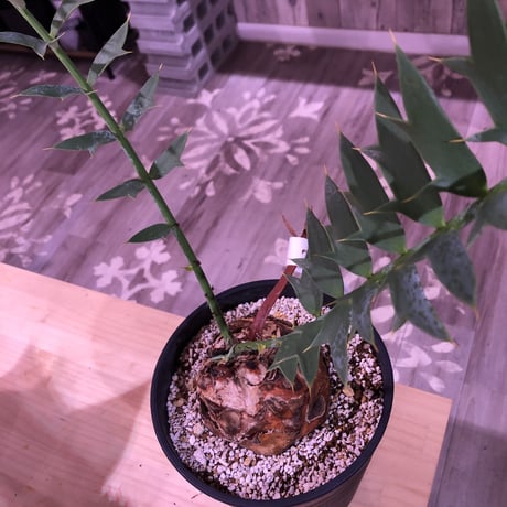encephalartos   horridus《L size》球体美株‼︎