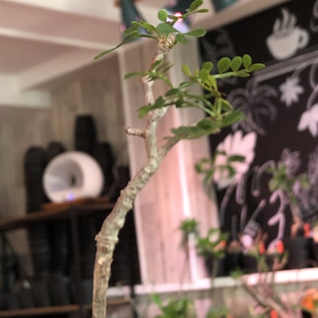 opercullicarya  packypus   littmon  seed🌱 《5年株》幹、パワータンク共にしっかり育ち、balanceも良きパキプス※mad black bowl pot植え