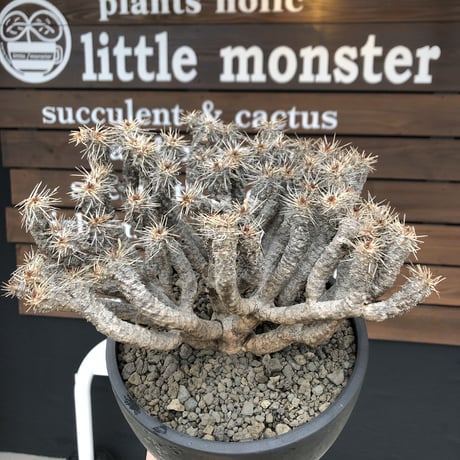 euphorbia  guillauminiana《大きめLL size》※現地球発根済株※店主国内管理6年株※現地球株らしい表皮＆volume満点大株※mad black bowl pot植え