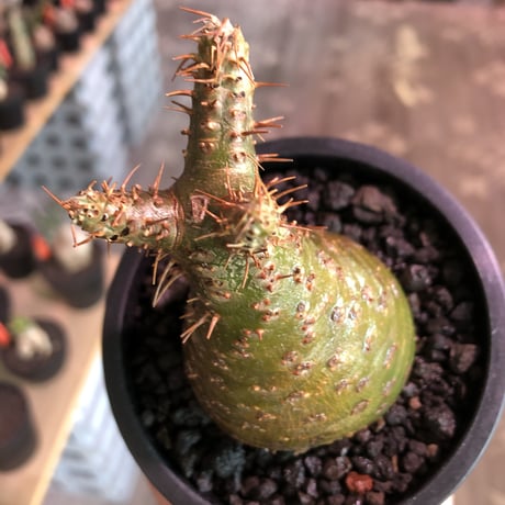 pachypodium gracilius《大きめS size》希少‼︎green肌※現地球発根済株※店主国内管理2年株※株元ぼってりな美肌＆良樹形グラキ※mad black pot植え