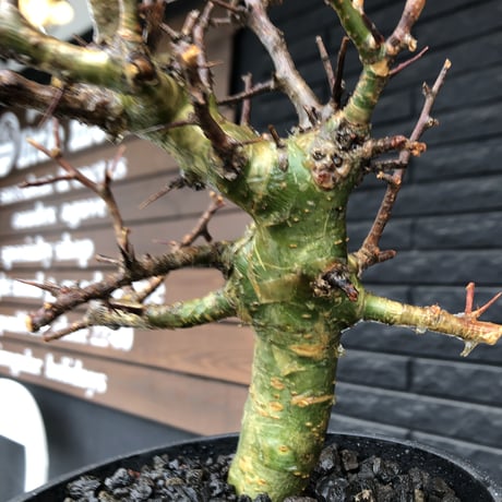 commiphora  myrrha《大きめM size》※現地球発根後店主国内管理8年株（店主私物株）※良き佇まいな激希少種※mad black bowl pot植え