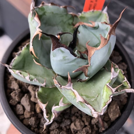agave titanota black&blue 強棘《M size》選抜株※現地球株発根済※極めて纏まり締まり良き厳つさが堪らないワイルド株※mad black pot植え