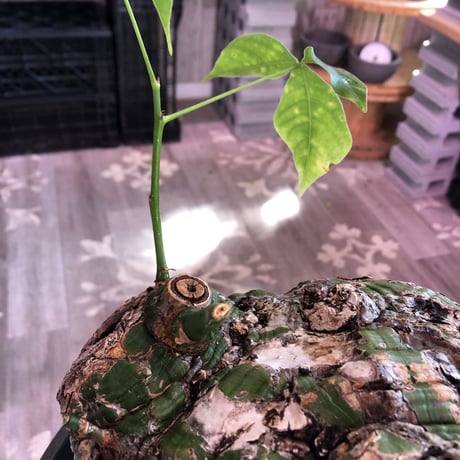 pseudobombax elipticum《XL size》※現地球発根済株※bigで丸い最高峰ボンバックス‼︎唯一無二強烈なインパクト株激オススメ株※mad black bowl pot植え