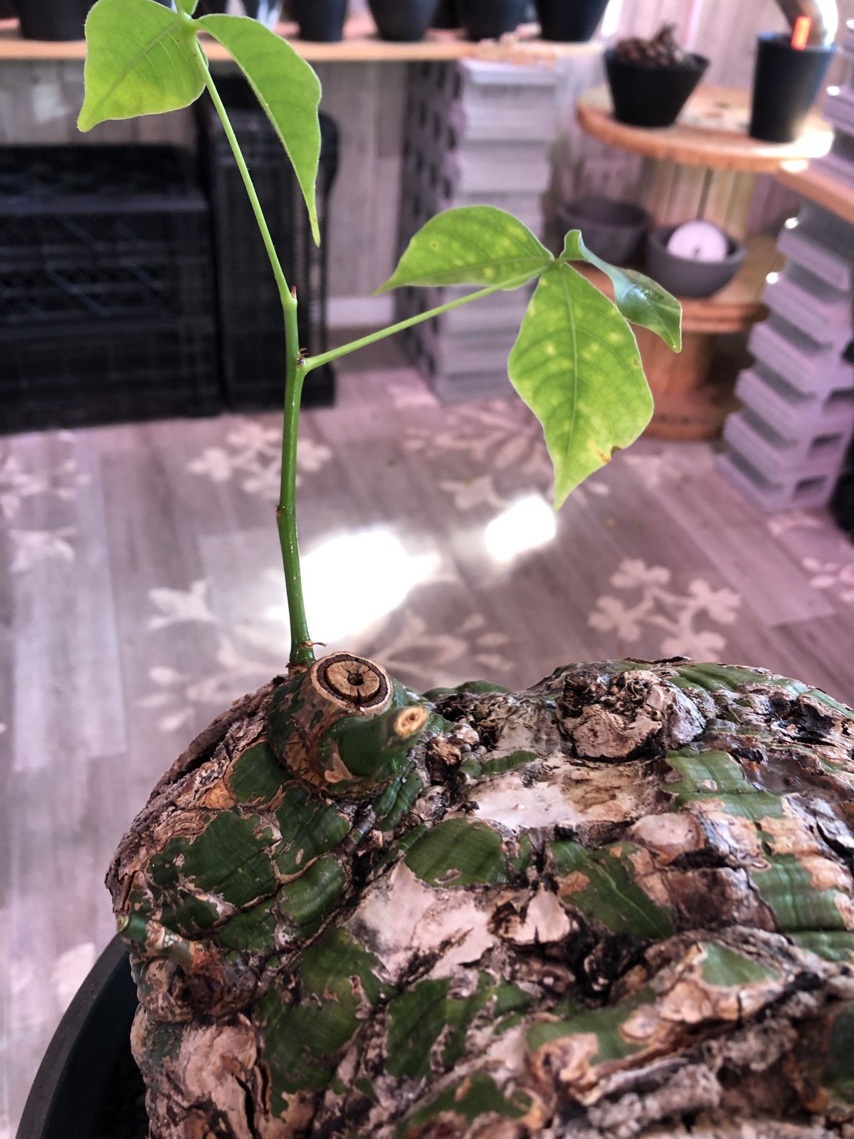 pseudobombax elipticum《XL size》※現地球発根済株※bigで丸い最