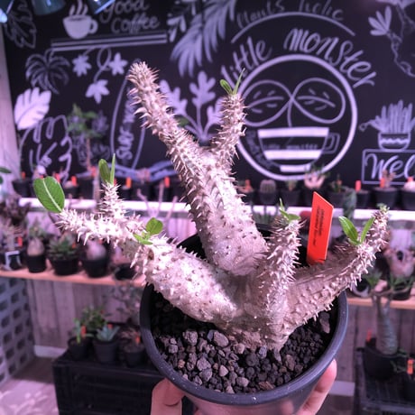 packypodium   makayense《M size》4分頭株※現地球発根済株※小振が故の良さが伝わる大変綺麗な装いのfour-he'dマカイ‼︎将来有望株※mad black pot植え