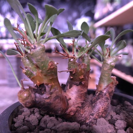 othonna   euphorbioides《大きめS size》※大変balance良き綺麗めオイデス‼︎オススメ株！※mad black pot植え