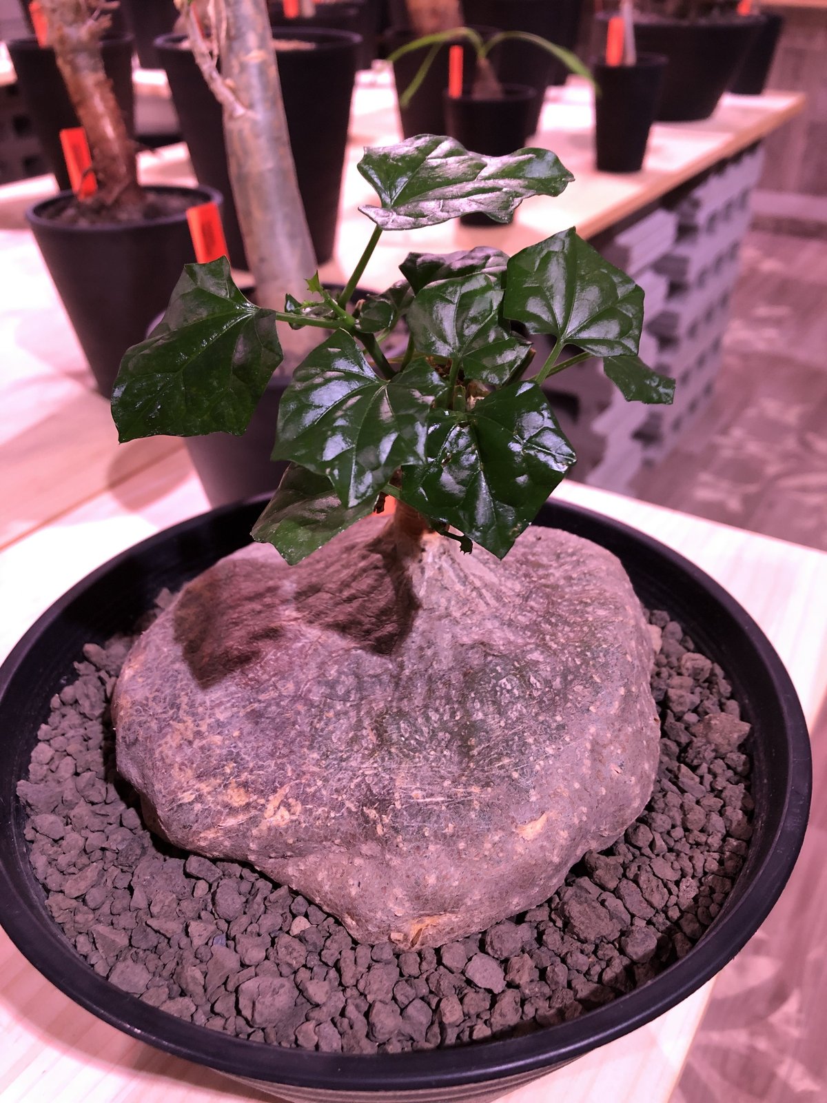 gerrardanthus macrorhizus（L size）※ぼてっとした岩肌&