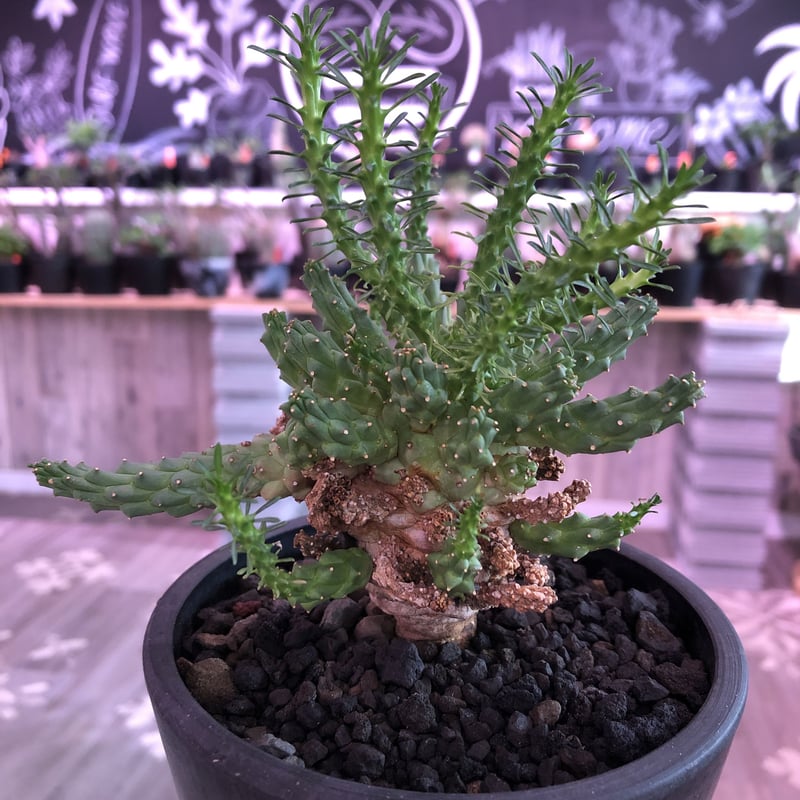 Euphorbia caloderma ユーフォルビア euphorbia ramiglans《L size》※タコものらしい装い‼︎下部から