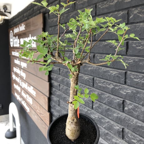 bursera  fagaroides《L size》※現地球発根後店主管理6年株※成熟しメクれ上がった表皮＆weight低くぼってり株元を作り込んだ渾身の一株※mad black pot植え