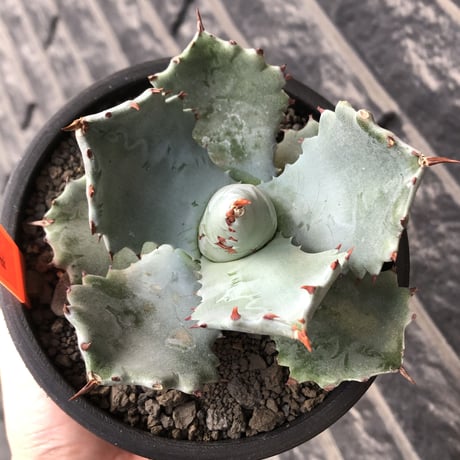 agave  isthmensis《M size》※現地球発根後店主国内管理2年株※weight低く締まり纏まり良き良バランス※mad black pot植え