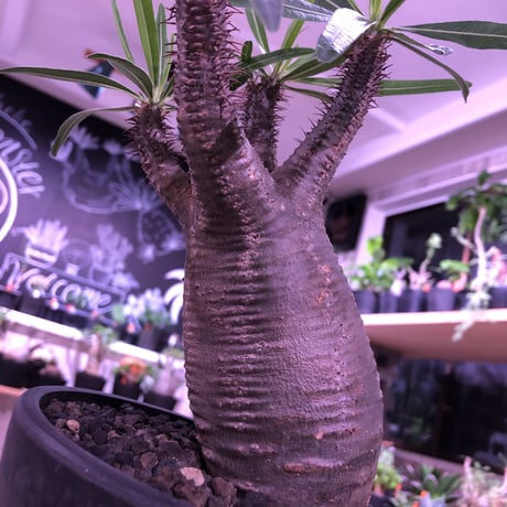 packypodium  gracilius《M size》※現地球株発根済み株‼︎  （限定1株）まだまだ葉を展開中のblack肌グラキ※mad black pot植え‼︎