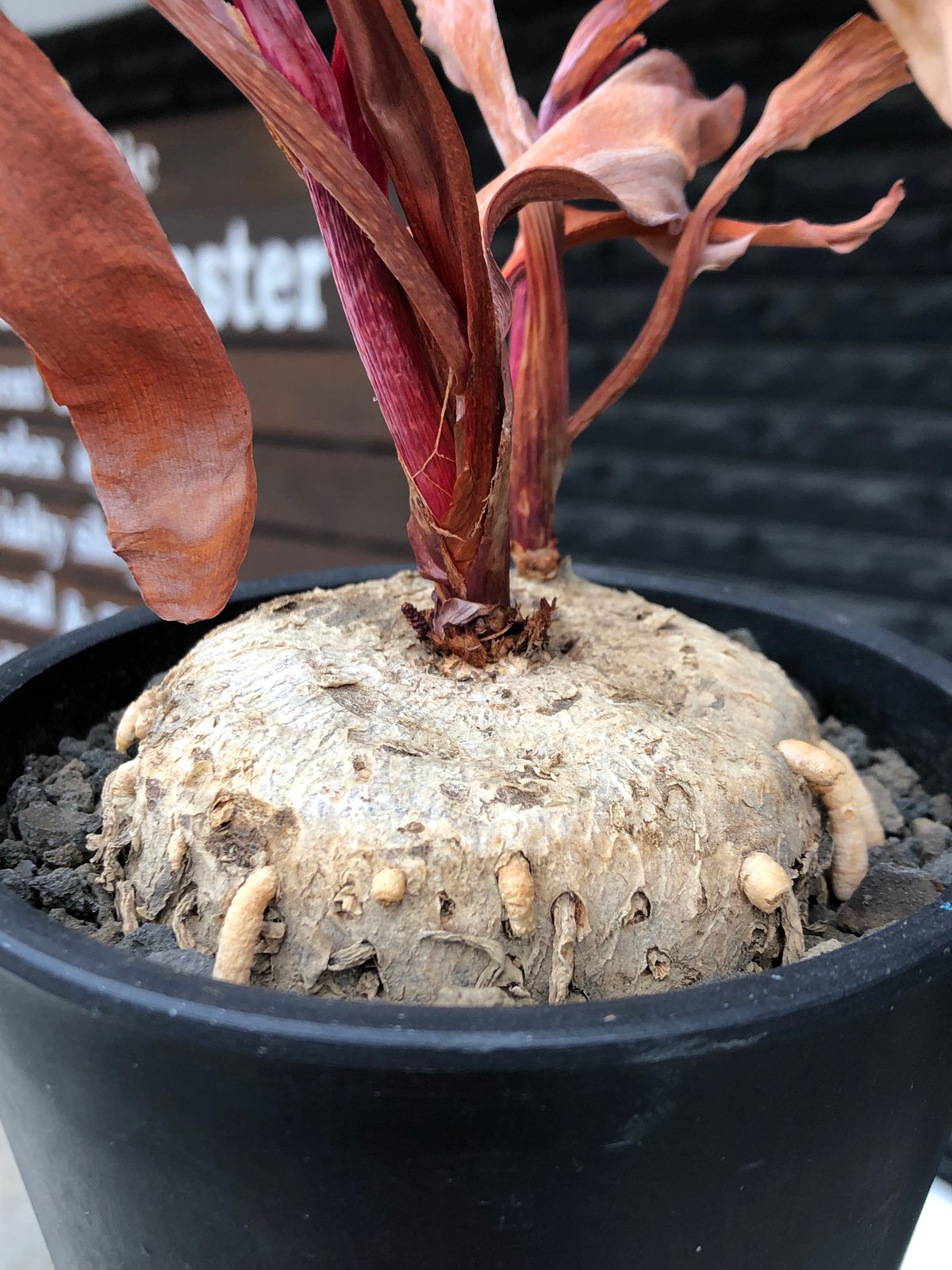 超大株！希少 エリオスペルマム ケルビコルネ ケープバルブ 塊根 珍奇