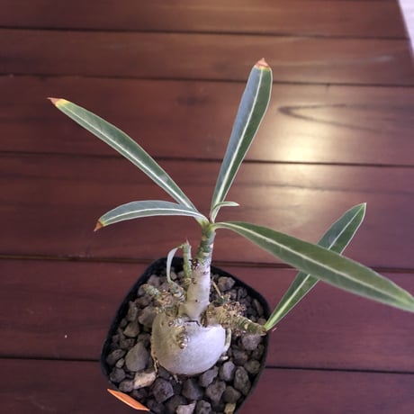adenium  somalense