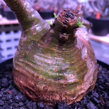 packypodium  gracilius《大きめM size》※現地球発根済株※店主国内管理5年株※一部現地焼けと希少green肌＆纏まり過ぎない歪感ぼってり樹形※mad black pot植え