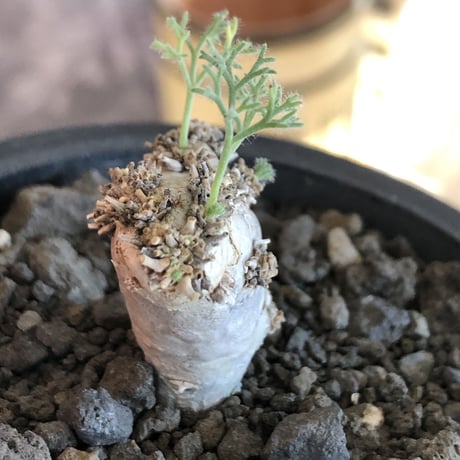sarcocaulon peniculinum《大きめS size》激希少種※現地球発根後店主国内管理5年株※堪らないほど極白の美しい一株※mad black pot植え
