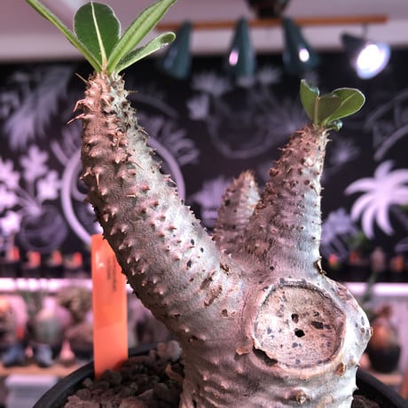 packypodium  cactipes《 M size》※現地球発根済株※とても丈は短く枝太で、枝折れ傷跡&横筋ボコボコ強にがwildカクチ‼︎※mad black pot植え