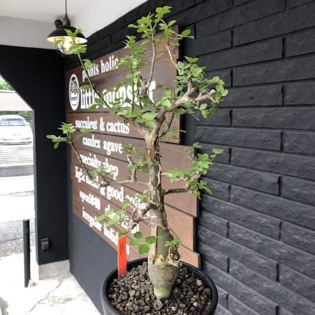 bursera  fagaroides《M size》※現地球発根済※店主管理3年株※成熟しメクれ上がった株元はパキポみたくぼってりしウェイト低い最高balance株※mad black pot植