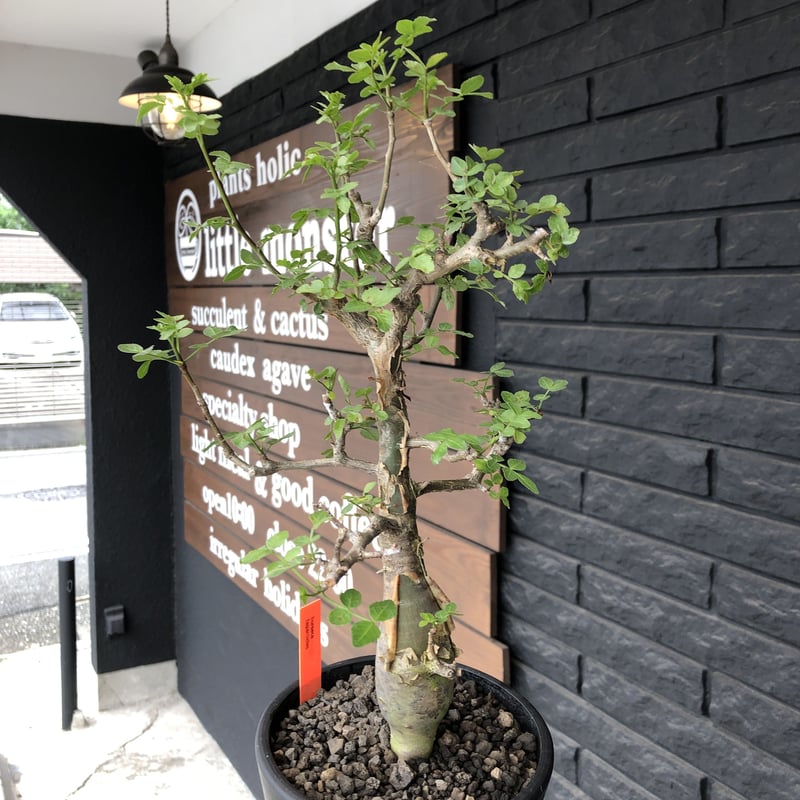 bursera fagaroides《M size》※現地球発根済※店主管理3年株※成熟しメ