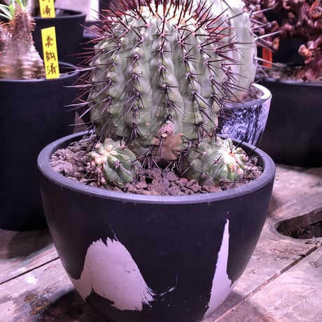 copiapoa   cinerea  var.columna-alba《M size》 発根済み株  ※国内8年株  bowl  marble  pot植え