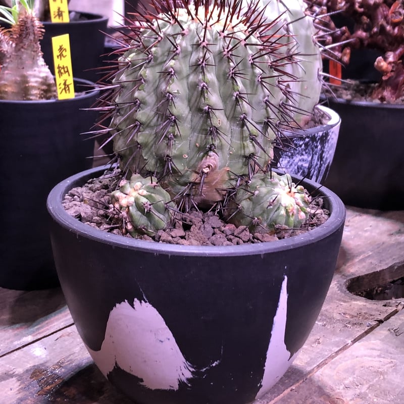 copiapoa cinerea var.columna-alba《M size》 発根