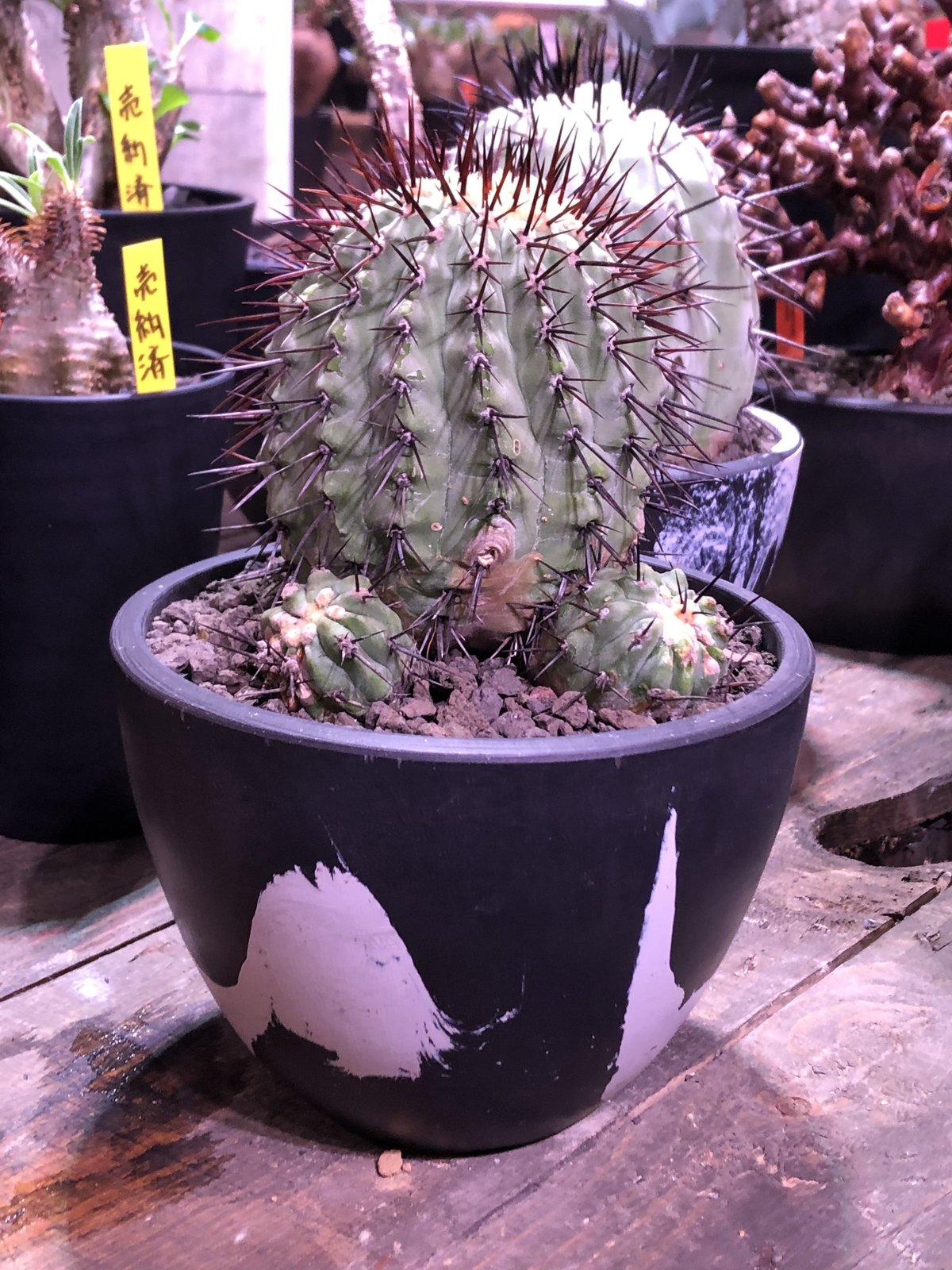 copiapoa cinerea var.columna-alba《M size》 発根
