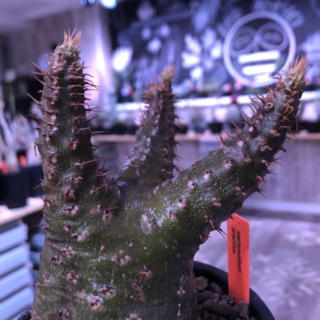 packypodium  gracilius《M  size》※現地球発根済株‼︎※短枝の為、丈も短くぼってり樹形な上、激希少‼︎グリーン肌な激レア株‼︎※mad black pot植え