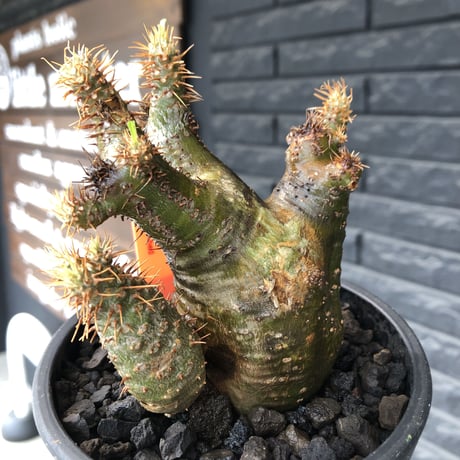 pachypodium  gracilius《M size》希少‼︎ニ頭枝w-he'd＆極green肌株※現地球発根後店主国内管理3年株※極green肌の良樹形双頭株※mad black pot植え