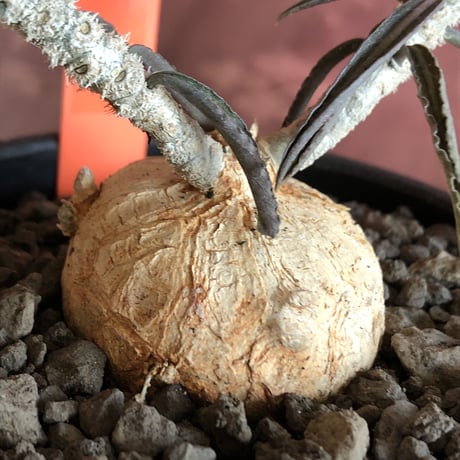 euphorbia  waringiae《 M size》※現地球発根済株※店主国内管理3年株※希少‼︎オレンジ色の球体樹形なかわいい奴※mad black bowl pot植え