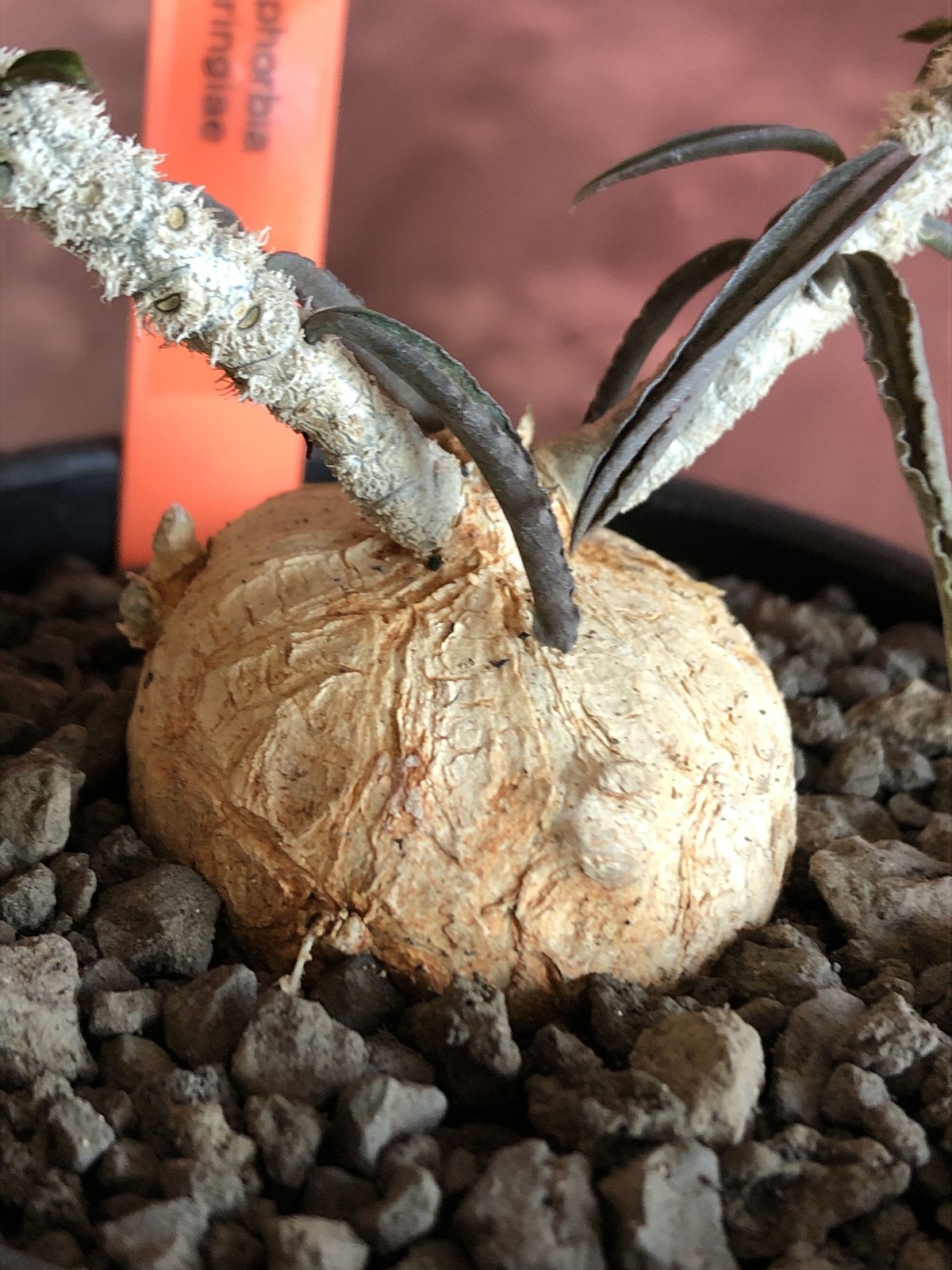 euphorbia waringiae《 M size》※現地球発根済株※店主国内管理3年株