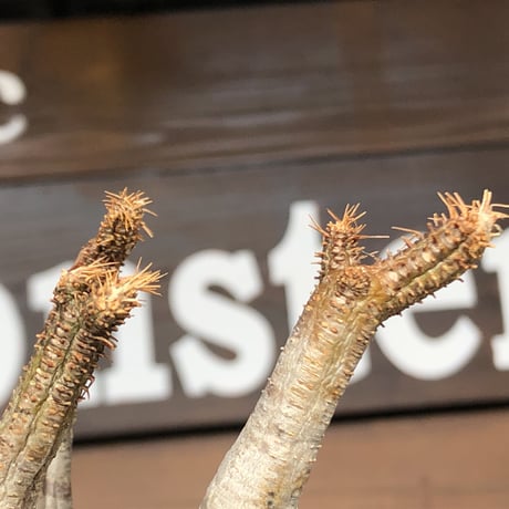 pachypodium  gracilius《小さめM size》赤肌※現地球発根済株※店主国内管理3年株※大変ぼってり樹形且つ極赤肌な一株‼︎※mad black pot植え