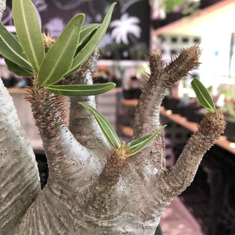 packypodium  gracilius《L size》W-hed※一周年記念vol１※現地球発根済み株‼︎※質良し!リトモン渾身のW-hed※mad black bowl pot植え