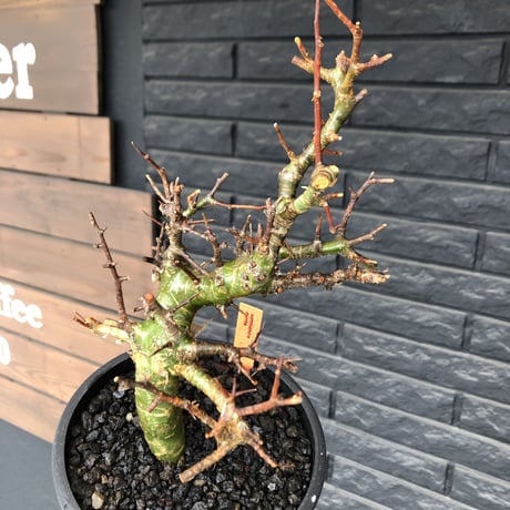 commiphora  myrrha《大きめM size》※現地球発根後店主国内管理8年株（店主私物株）※良き佇まいな激希少種※mad black bowl pot植え