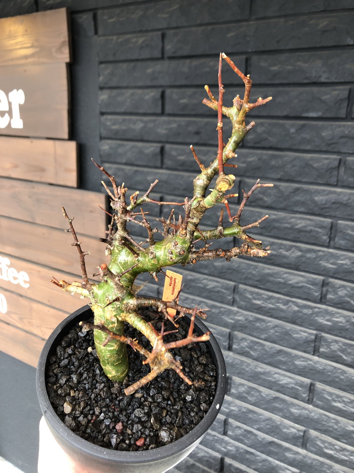 commiphora myrrha《大きめM size》※現地球発根後店主国内管理8年株（店