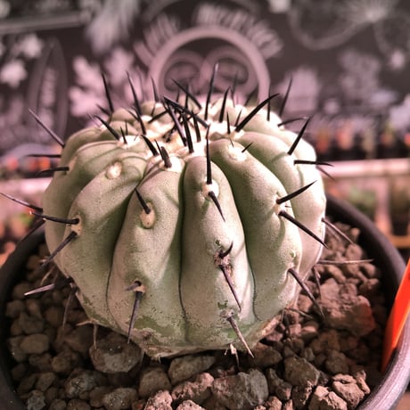copiapoa   cinerea  黒王丸《M size》激希少‼︎※現地球発根済株※店主国内管理3年株※選抜特選株※mad black bowl pot植え