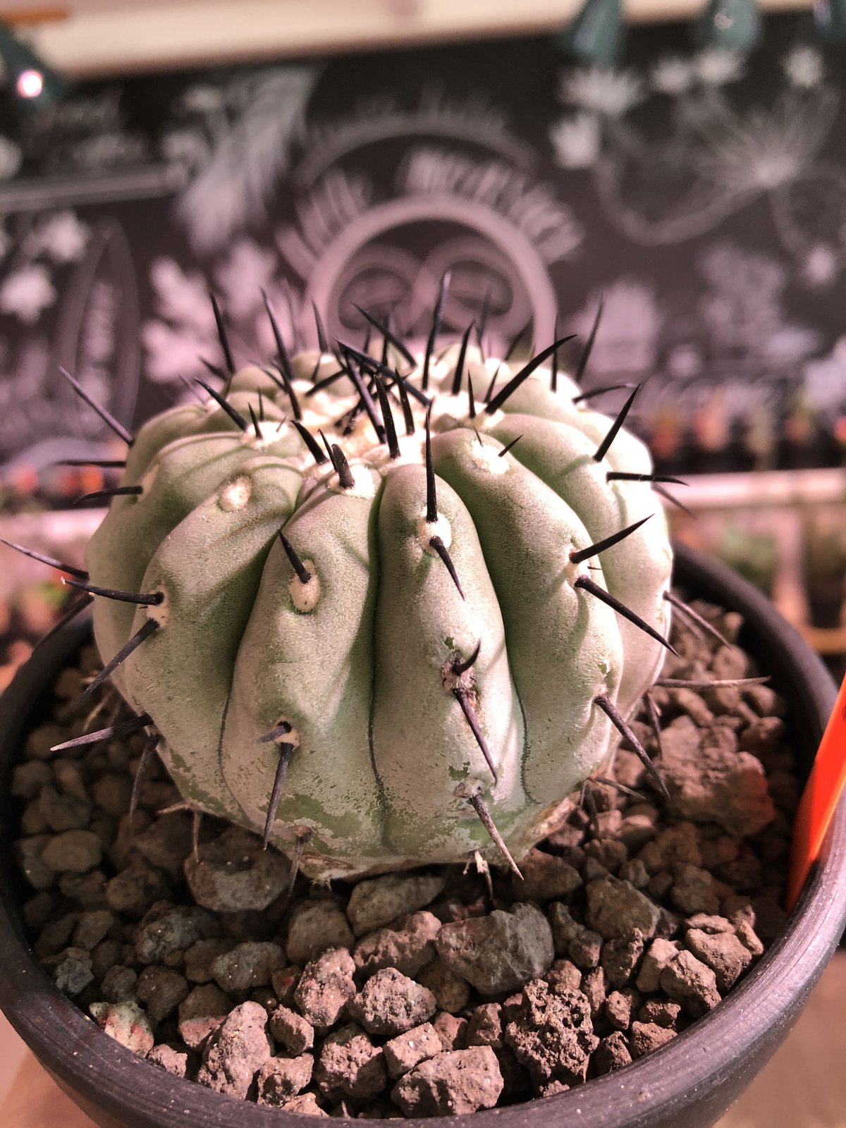 COPIAPOAMONSTERCOPIAPOA MONSTER　限定