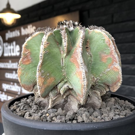 aztekium hintonii《LL size》※現地球発根後店主国内管理22年株※マニア様には涎モノの大変希少な大株現地球ヒントニー※mad black bowl pot植え