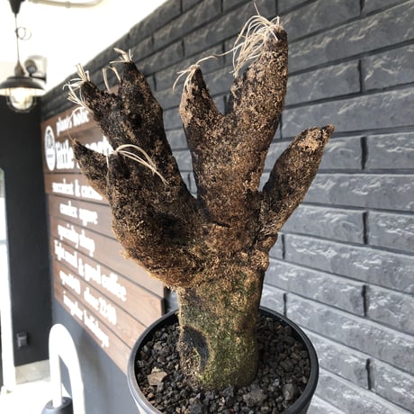 xerophyta  trichophylla《S size》※現地球発根後店主国内管理2年株※驚愕強靭株※枝振り良くweight低く堪らなくかわいい小振りサイズ※mad black pot植え