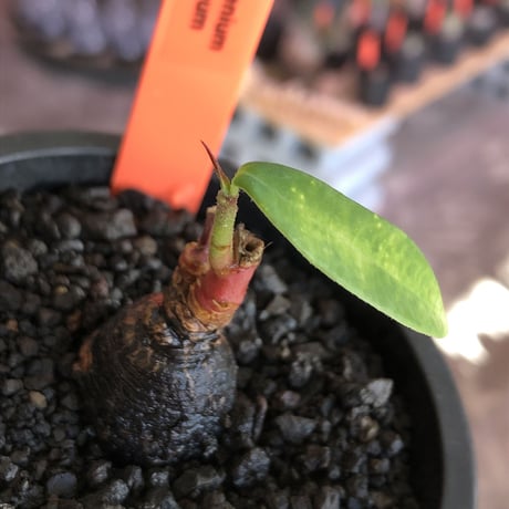 monadenium discoideum《M size 》※現地球発根後店主国内管理2年株※激希少種‼︎ツルツルブラック肌&葉とのcontrastも美しすぎる一株※mad black pot植え