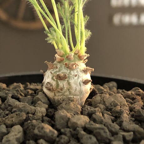 sarcocaulon peniculinum《S size》激希少種※現地球発根後店主国内管理5年株※小振りでも堪らない純白の美しい一株‼︎※mad black pot植え