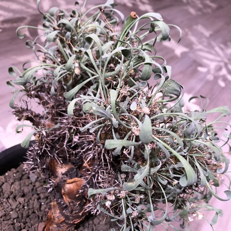 othonna  euphorbioides（L size）