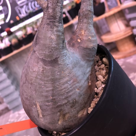 packypodium  gracilius《L  size》※現地球株  発根済み株‼︎  （限定1株）