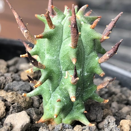 euphorbia schoenlandii《S size》※littmon seed株※小振りながら大株に負けないワイルドさと身体に見合わない太棘を持つ将来有望株※black bowl pot植え