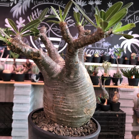 packypodium  gracilius《L size》※現地球発根済株※店主国内管理5年株※極めてぼってり樹形に枝振りbalanceも最高株な管理も長き選抜安心株※mad black pot植え